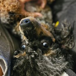 Bluey - Poodle