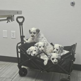 Dalmatian puppies from Long Coat Dalmatians