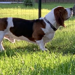 Whitey - Basset Hound