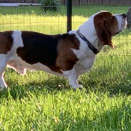Whitey - Basset Hound