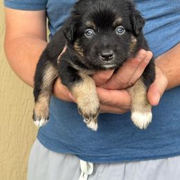 Eddy - Black tri male Miniature American Shepherd puppy in White City, Oregon from Born Rogue Miniature American Shepherds
