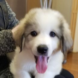 Light Pink Collar Girl  (upsized from her Brown collar) - White and badger Great Pyrenees puppy in Bon Aqua, Tennessee from Joel's Farm LLC