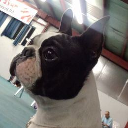 Max - Boston Terrier
