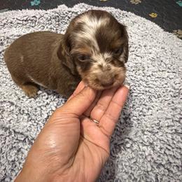Bunny - Dapple female Dachshund puppy in Magnolia, Texas from Carrie’s Countryside Dachshunds