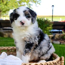 Biscuit-BLUE EYE - Blue merle male Bernedoodle puppy in Apple Creek, Ohio from Cuddle Paws