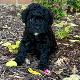 Flint- Price 1800. - Black and white male Aussiedoodle puppy in Midlothian, Texas from Gray Doodles