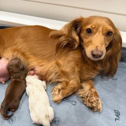Dachshund puppies from Rainy Day Dachshunds