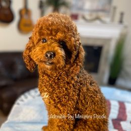 Cinnabon - Poodle
