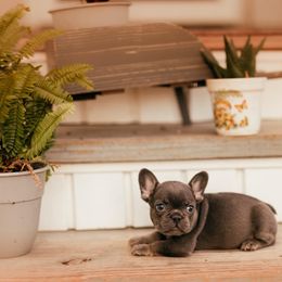 Bulldog and French Bulldog Puppies from JuneBug Bullies