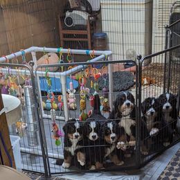 Bernese Mountain Dog Puppies from Baby Bear Bernese Kennel