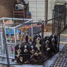 Bernese Mountain Dog Puppies from Baby Bear Bernese Kennel