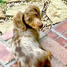Chulo - Dachshund