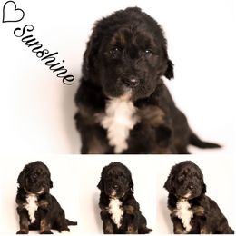 Double Doodle, Goldendoodle, and Sheepadoodle Puppies from Shaw Spring's Canines