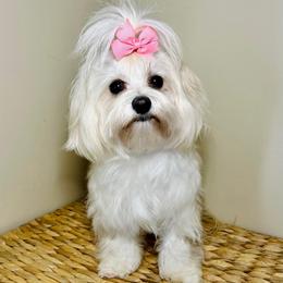Hadley - Maltese