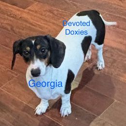 Georgia - Dachshund