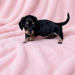 Valarie - Black and tan female Dachshund puppy in Richmond, Virginia from Paw Prints