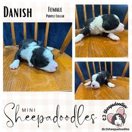 Danish - Black and white female Sheepadoodle puppy in Bloomfield, New Jersey from C3 Sheepadoodles
