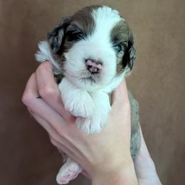 Poseidon - Blue merle male Aussiedoodle puppy in New Durham, New Hampshire from Ridgeview Aussiedoodles