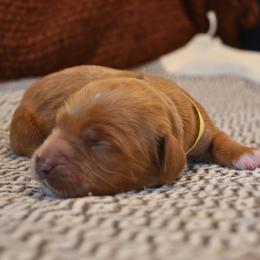 Banana - Apricot female Goldendoodle puppy in Batavia, Ohio from Cozy Cove Goldendoodles