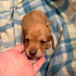 Ashley - Red female Dachshund puppy in Edinburg, Virginia from Hunter Lane Dachshunds