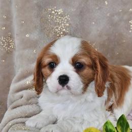 Amelie - Blenheim female Cavalier King Charles Spaniel puppy in West Sacramento, California from Autumn Nightz Cavaliers