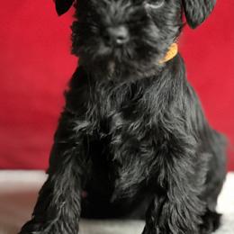 Giant Schnauzer and Miniature Schnauzer Puppies from My Angel Schnauzers