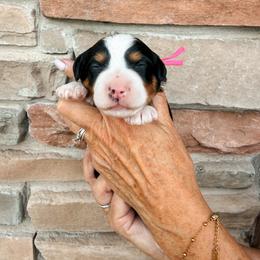 Scout - Tri-color female Bernedoodle puppy in Weston, Idaho from Berne n Doodles