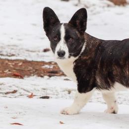 Cardigan Welsh Corgis and Pembroke Welsh Corgis from Diamond Corgis