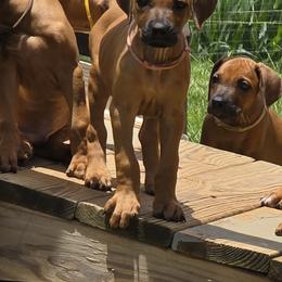 Rhodesian Ridgeback Puppies from Chilolo