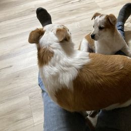 Australian Cattle Dog and Companion Cross Puppies from MX Kennel - Central MO