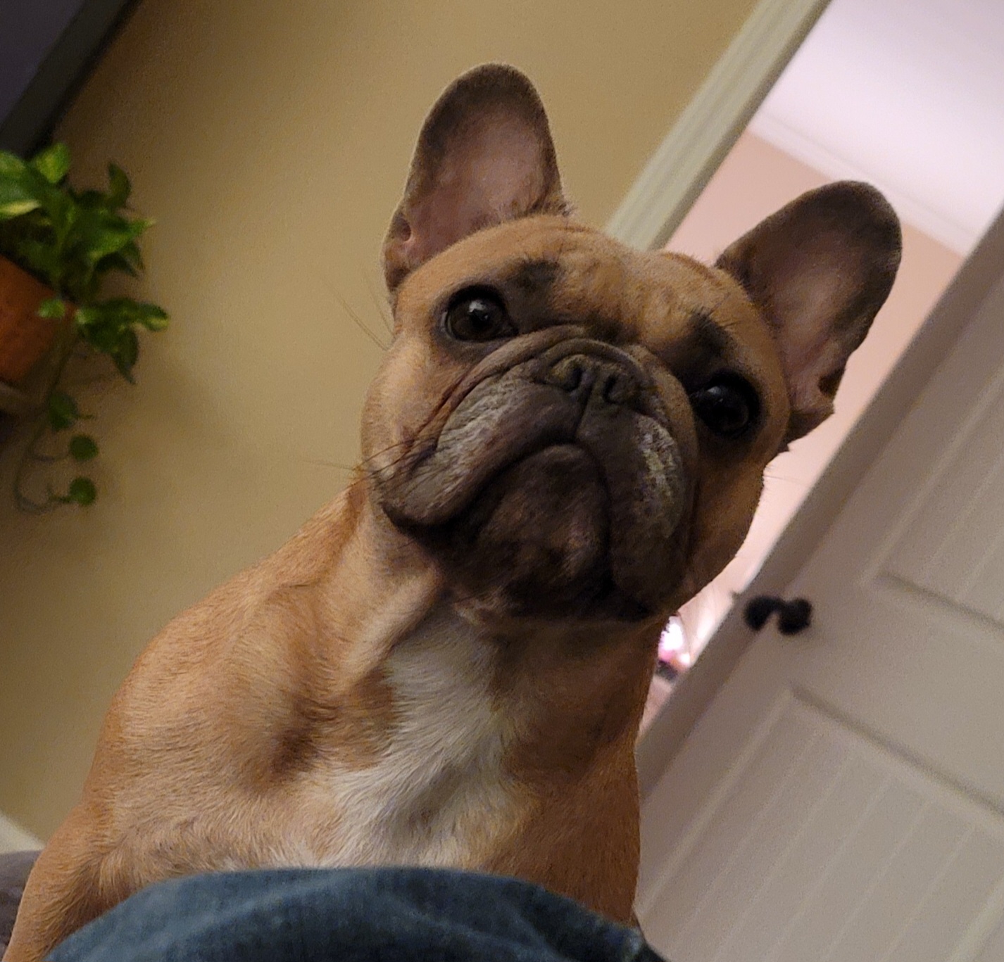Vidalia - French Bulldog