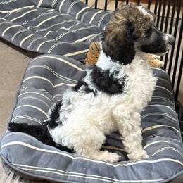 Moby - Parti male Poodle puppy in Huntsville, Texas from Antigua Standard Poodles