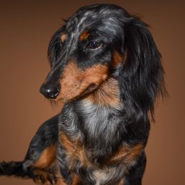 Sidni - Dachshund
