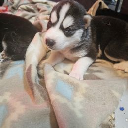 Siberian Husky Puppies from Siberian huskies Kennesaw GA