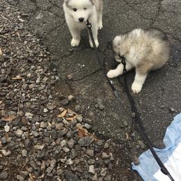 Siberian Husky Puppies from Lobban Huskies