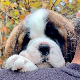 Pink Collar - Mahogany and white female Saint Bernard puppy in Double Springs, Alabama from St Bernard Kingdom, LLC