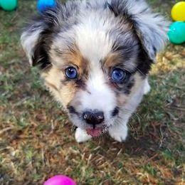 Miniature Australian Shepherd and Toy Australian Shepherd Puppies from Aussie What You Did There
