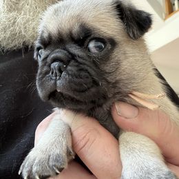 Peach - Fawn Pug puppy in Tallapoosa, Georgia from West Georgia Pugs