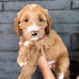Bob - Red  male Goldendoodle puppy in Phoenix, Arizona from Doodles of the Desert