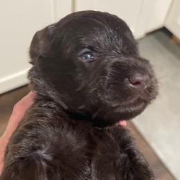 Rigatoni - Liver male Miniature Schnauzer puppy in Interlachen, Florida from Pam's Schnauzers