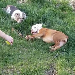 Olde English Bulldogge Puppies from M&M Bulldogs