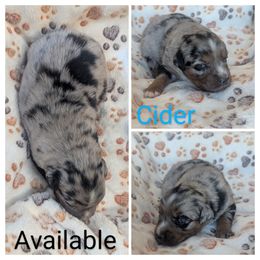 Cider - Blue merle male Australian Shepherd puppy in Squaw Valley, California from A&M Australian Shepherds