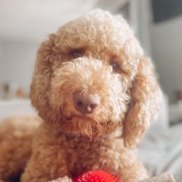 Laila - Goldendoodle