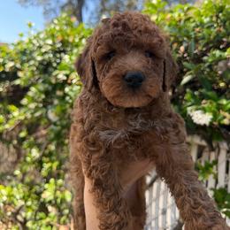 Grey - Red male Labradoodle puppy in Shingle Springs, California from California Double Doodles