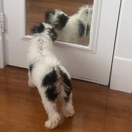 "Say, who is that cute puppy in the mirror?" Wire Fox Terrier Puppies from Family Pets