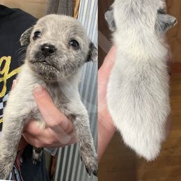 Australian Cattle Dog Puppies from Twisted C Heelers