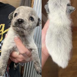 Australian Cattle Dog Puppies from Twisted C Heelers