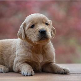 Dahlia - Golden female Golden Retriever puppy in Saint Joe, Indiana from Golden Acres Farm