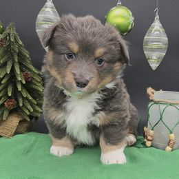 Leonard (Rumble) - Blue male Pembroke Welsh Corgi puppy in Dickeyville, Wisconsin from J&R Shepherds & Corgis