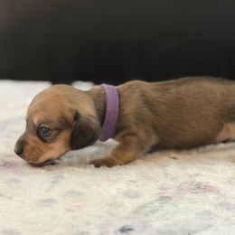 AKC Purple collar Female - Cream female Dachshund puppy in Calera, Alabama from Southern Sky Dachshunds